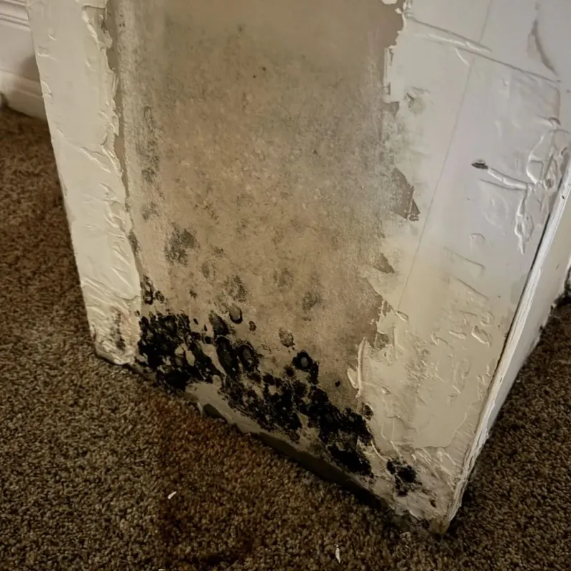 Professional Mold Removal in Virginia, IL